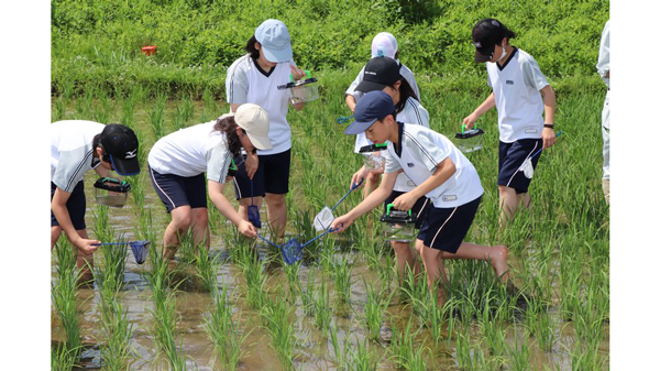 令和7年度「田んぼの生きもの調査」を実施　ＪＡ全農あきた.jpg