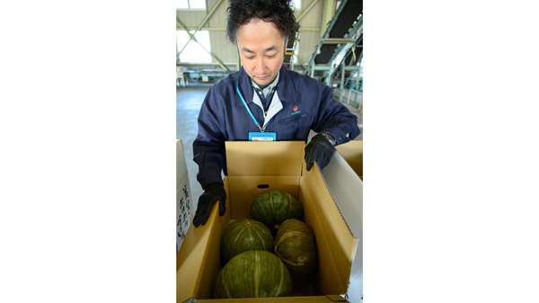 持ち込まれた美里カボチャを確認する職員