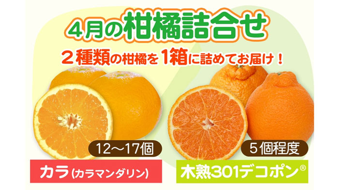 和歌山県産「４月の柑橘詰め合わせ」