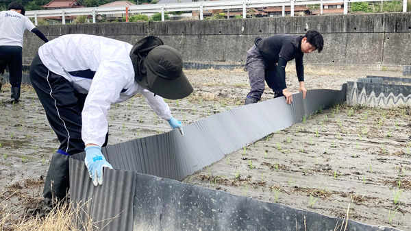 定植後、波板を設置する全農職員