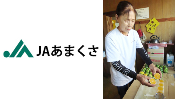 極早生ミカンの選果開始　糖度高く順調なスタート　ＪＡあまくさ.jpg