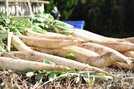 三島大根