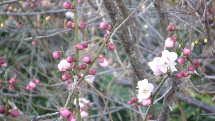 花開く暮らしと地域_3月10日付