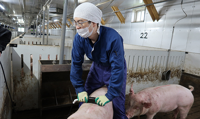 豚の背に超音波測定装置を当て背脂肪の厚さを測定