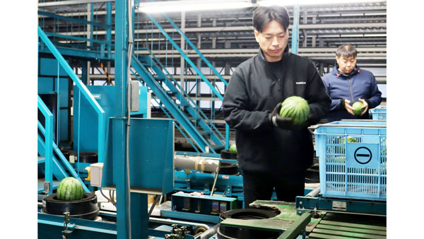 持ち込まれた小玉スイカを確認し選果するＪＡ職員