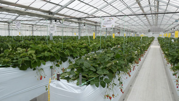 10種類以上のいちご品種を栽培