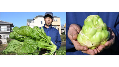 国産「ザーサイ」を特産化へ「東京地場産搾菜」販売　ＪＡ東京むさし.jpg