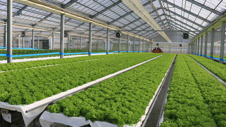 県内農業のモデルの植物工場「出雲やさい新話ファーム」