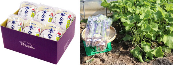 泉州水なす浅漬けと八尾若ごぼう