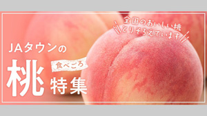 桃がおいしい季節到来「食べごろ桃特集」オープン　ＪＡタウンｓ.jpg