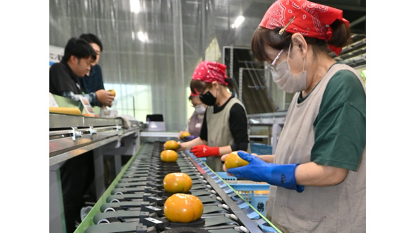 選果場に持ち込まれた柿「太秋」