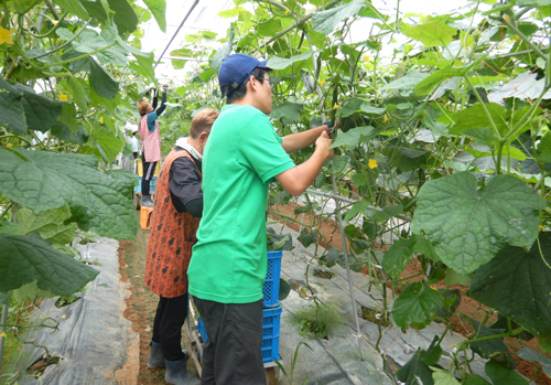 小高園芸団地でのキュウリの整枝作業