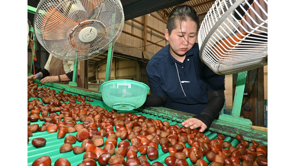 秋の味覚「やまが和栗」出荷開始　ＪＡ鹿本.jpg