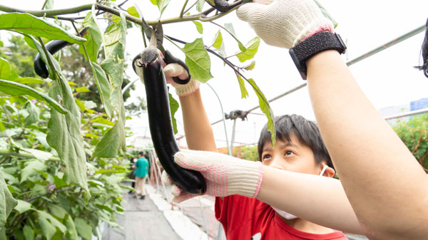 農園で実際に野菜の収穫を体験
