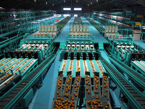 光センサー選果機で1個1個の糖度と酸度を測定