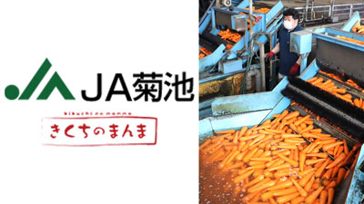 春ニンジン出荷最盛を迎える　ＪＡ菊池