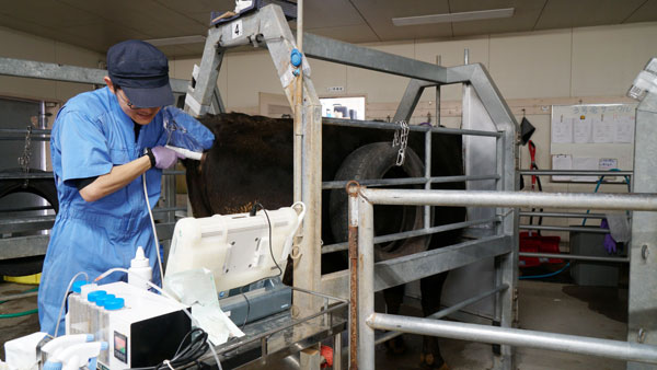 体外受精卵を作製するための卵子を生きた牛から採取する作業（経腟採卵 Ｏｖｕｍ Ｐｉｃｋ Ｕｐ）をする硲野さん