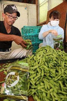 丁寧に出荷調整される箱根枝豆