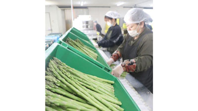 春芽アスパラガスが出荷最盛期を迎える　ＪＡ菊池.jpg