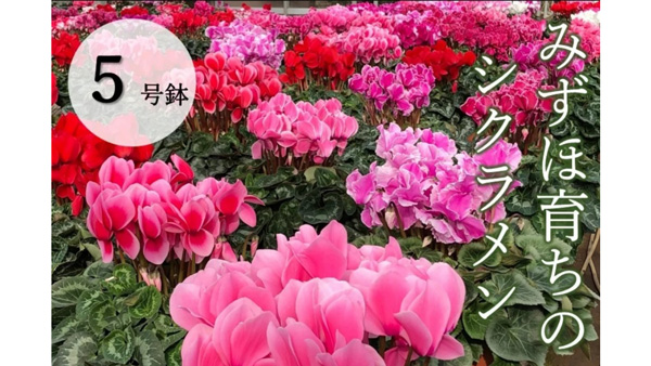 みずほ育ちのシクラメン5号鉢