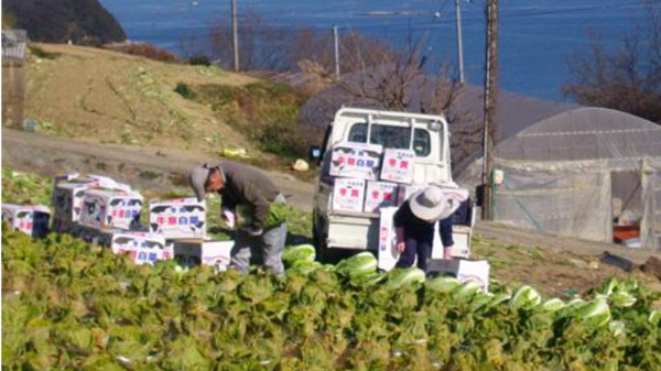 ハクサイ・キャベツ農家による小学生体験授業　野菜産地の牛窓地区で初開催　ＪＡ岡山と瀬戸内市.jpg