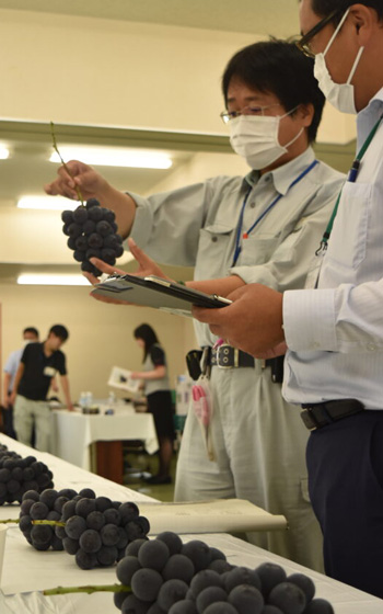 令和6年度津山地域ぶどう共進会　ＪＡ晴れの国岡山_01.jpg