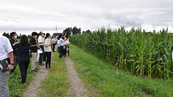 子実トウモロコシ　生育順調　現地で見学会　ＪＡ古川・ＪＡ全農