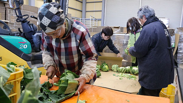 ＧＫＢ4.8のみなさんが栽培、収穫したカリフラワーの出荷作業
