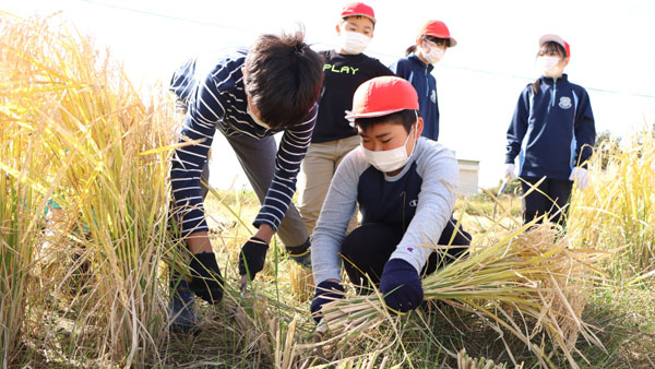 ＪＡ古川　地元小中学生に稲刈り体験