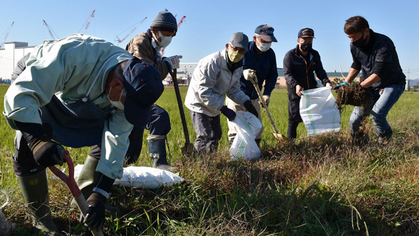 下戸田生産組合ジャンボタニシ対策泥上げ