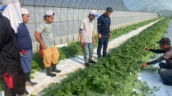 地域担い手育成センターでのスイカ栽培研修