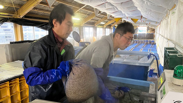 温湯から種もみを引き上げる作業員