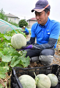 「横浜メロン」はＪＡ職員が生産