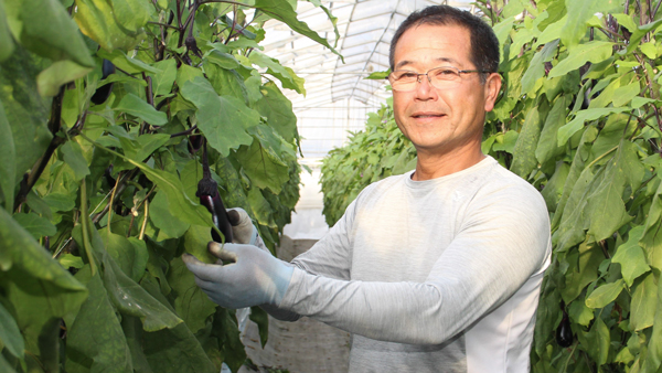 高知なすを生産する清岡さん