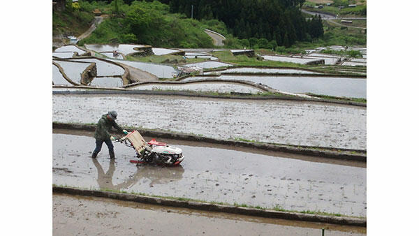 大型連休中の棚田の田植え（愛知県新城市「四谷の千枚田」）