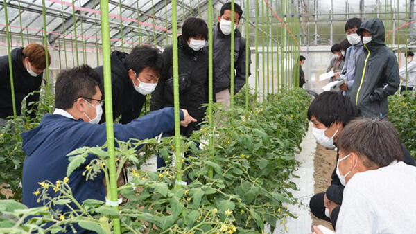 アルストロメリアの品種特性を学ぶＳＥＡＤＳの研修生