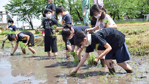 鶴岡市立京田小5年生が田植え体験－ＪＡ鶴岡などが協力