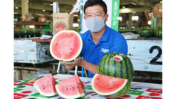 初出荷を迎えた「金沢すいか」（石川県金沢市下安原町）