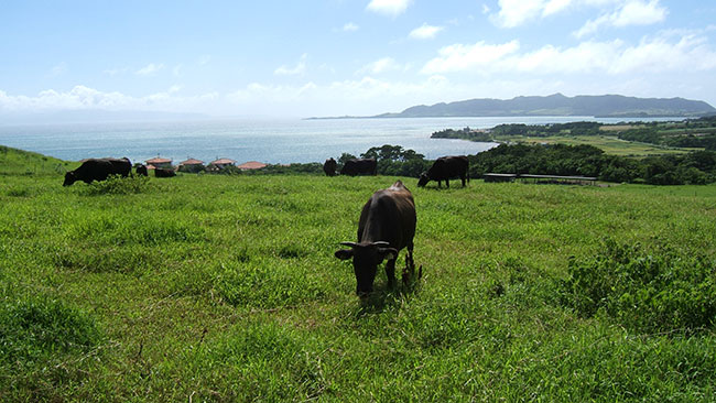 潮風にあたったミネラル豊富な牧草で育つ石垣牛