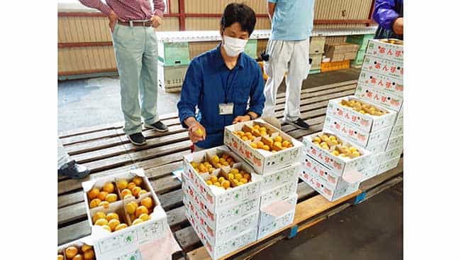 アンズの季節到来　県外へ出荷が本格化　ＪＡながの