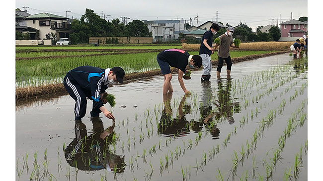 一株一株、手作業で田植えする職員（神奈川県伊勢原市で）