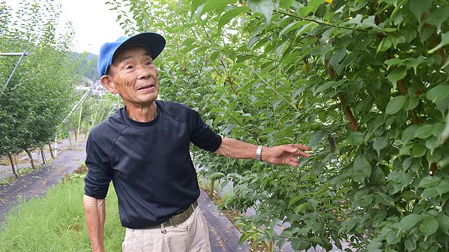 新たに植栽した梅の木の世話をする石川さん