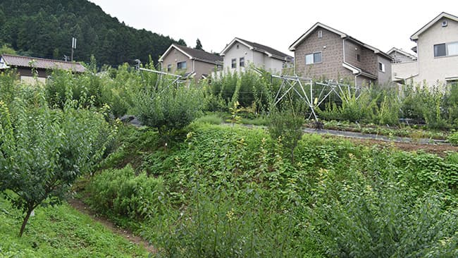 ジョイント栽培を導入した石川さんの畑