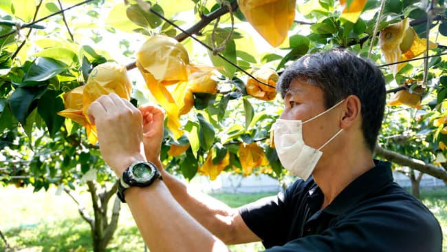 ＪＡセレサ川崎果樹部部長の太田さん