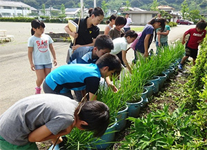 小学校での栽培の様子（群馬県）