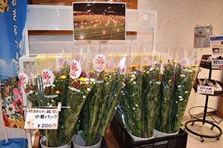 生産量日本一の小菊も販売
