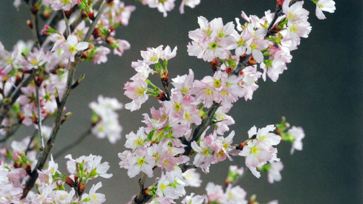 生産量日本一を誇る山形県産の啓翁桜