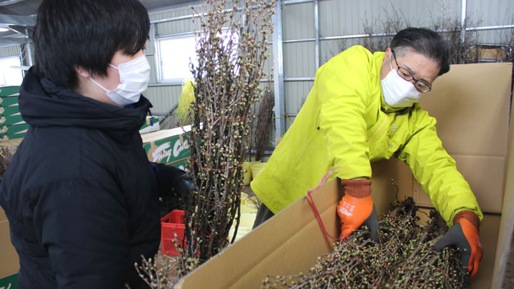 ＪＡさがえ西村山の啓翁桜促成室で行われた出荷作業の様子