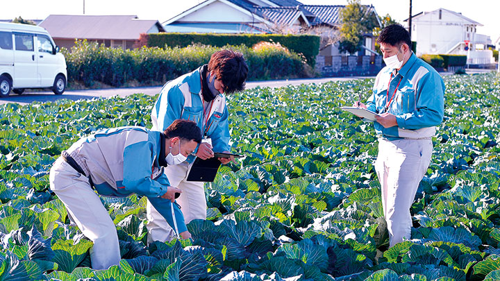 全国トップの産地、出荷を待つ茨城県のハクサイ（八千代町で）