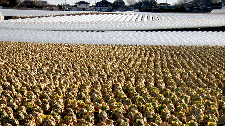 契約農家の畑を巡回してキャベツの生育を確認（ＪＡとぴあ浜松提供）